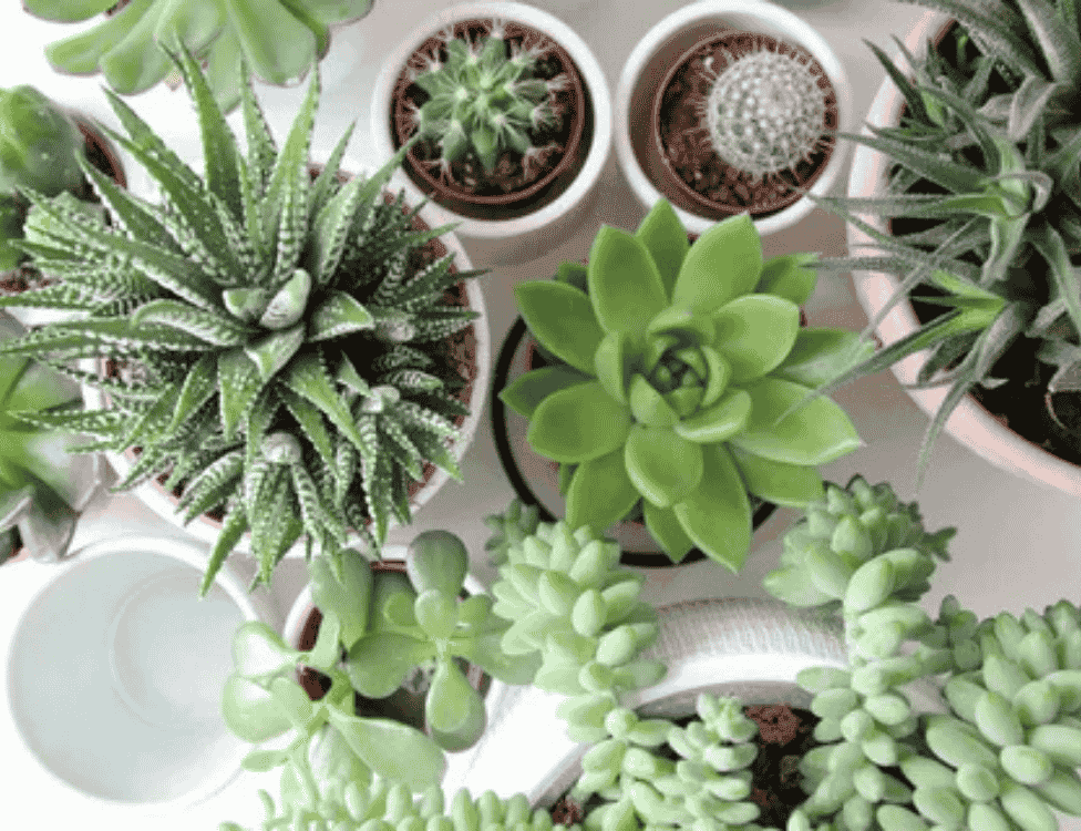 Succulent & Cactus Starter Kit
