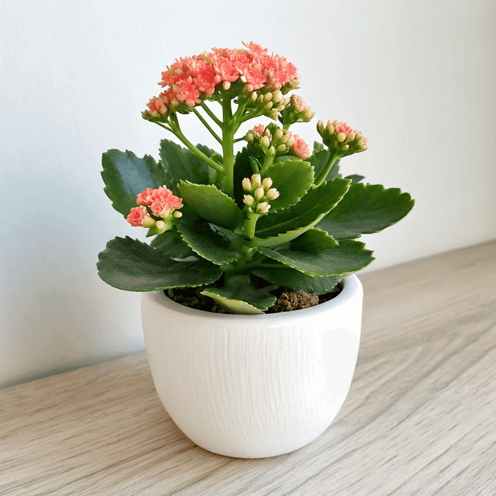 Flaming Katy (Kalanchoe blossfeldiana)