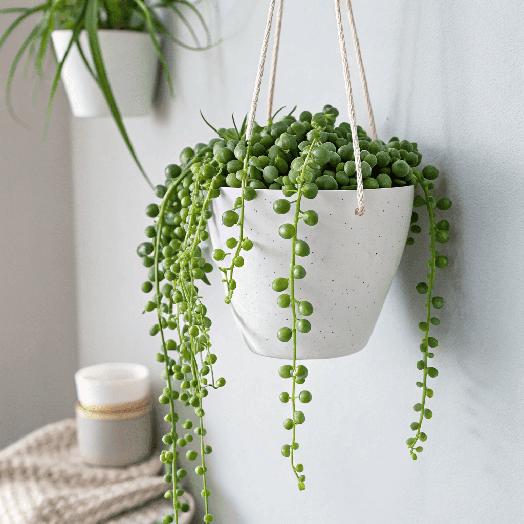 String of Pearls (Senecio rowleyanus)