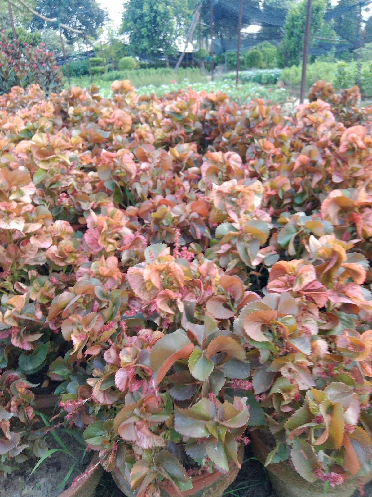 Acalypha Wilkesiana Plant | Copperleaf Beauty