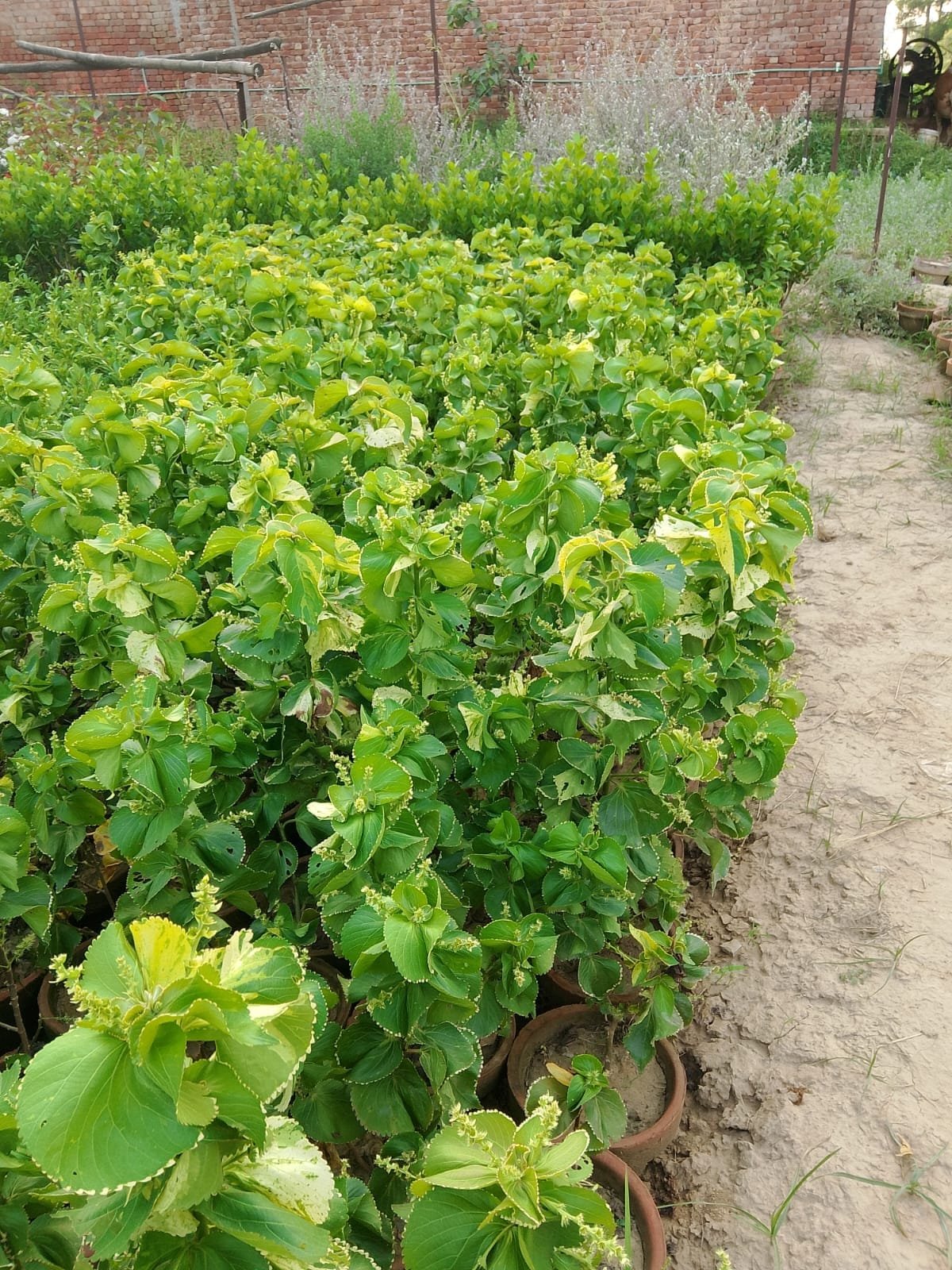 Acalypha Wilkesiana Plant | Copperleaf Beauty