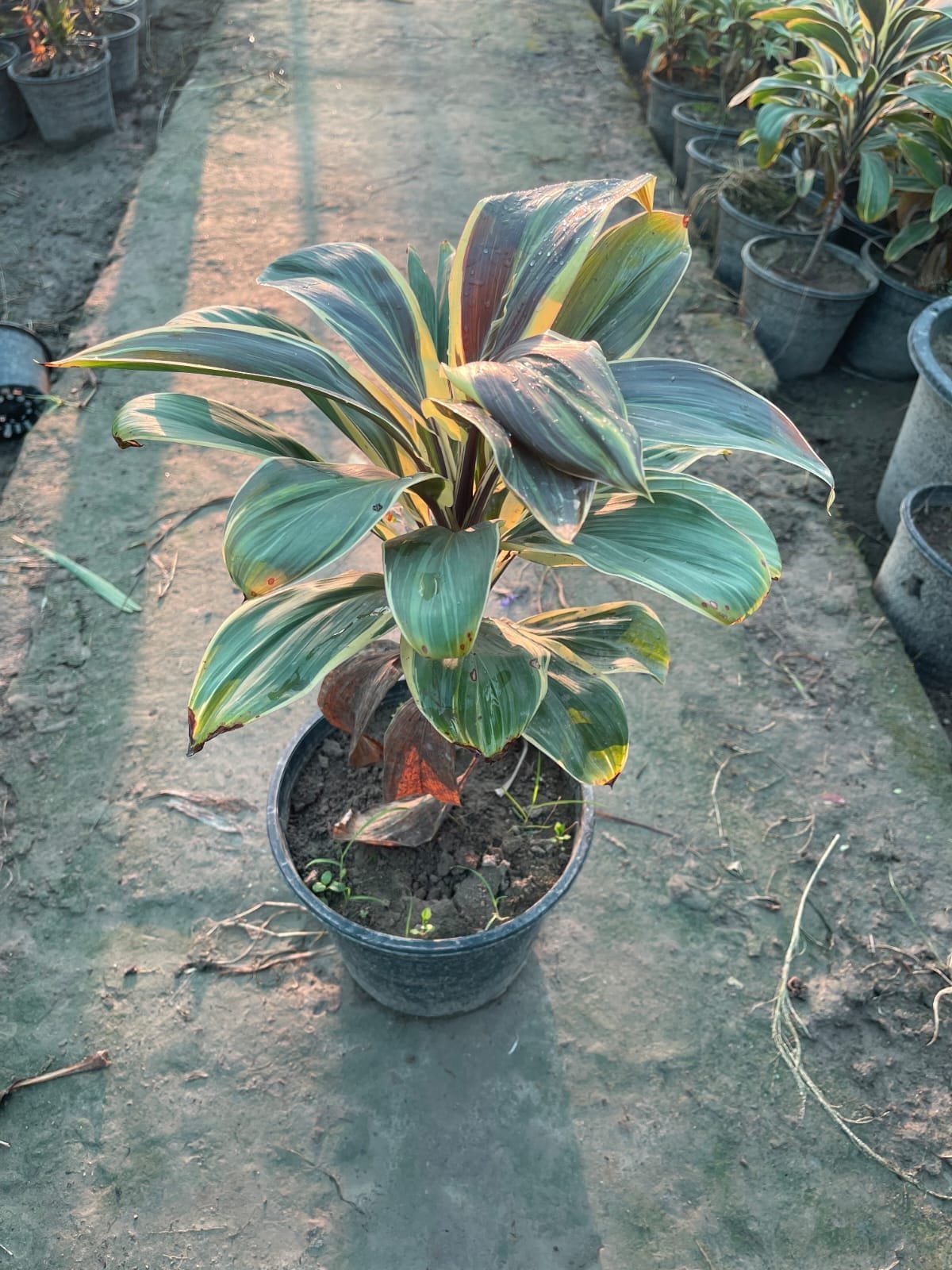 Cordyline fruticosa Chocolate Queen plant