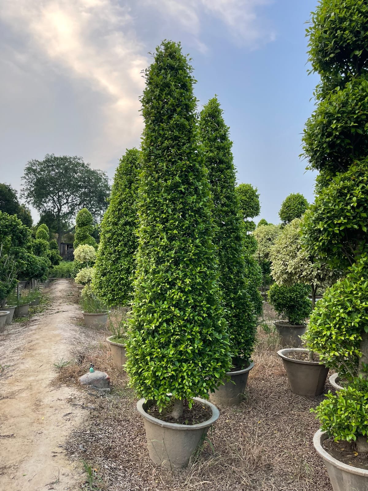 Buy Manichr Ficus Spiral