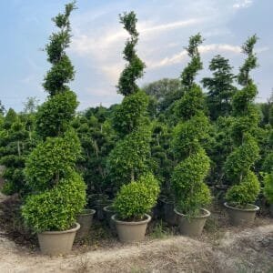 Outdoor Plants