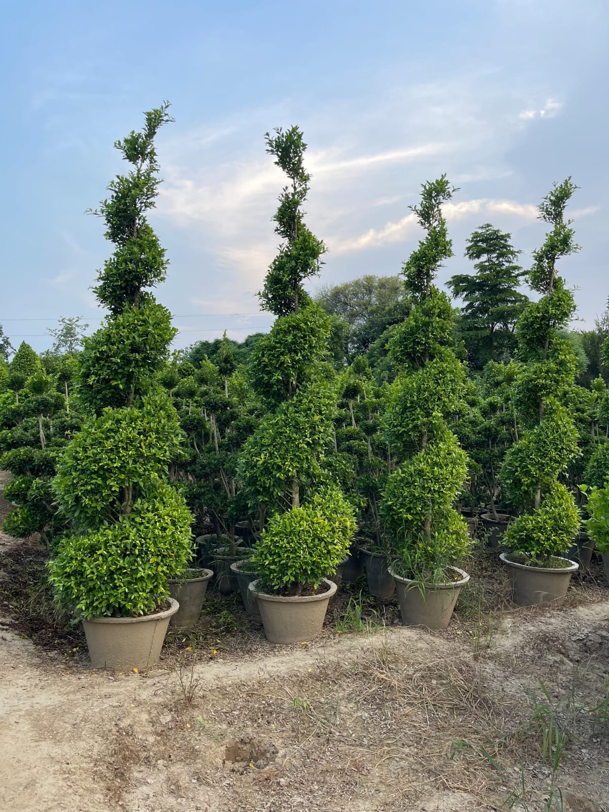 Buy Manichr Ficus Spiral