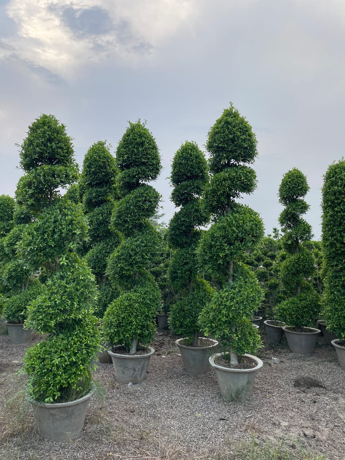 Buy Manichr Ficus Spiral