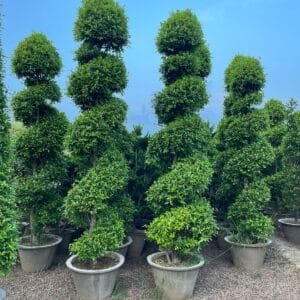 Buy Manichr Ficus Spiral