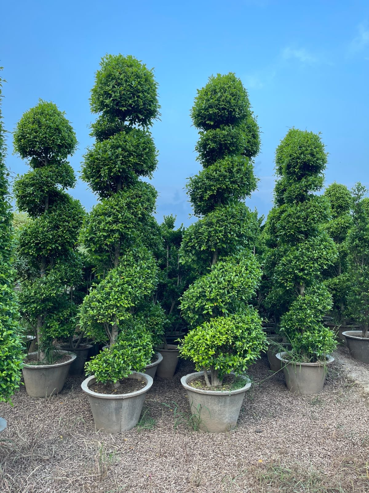 Buy Manichr Ficus Spiral