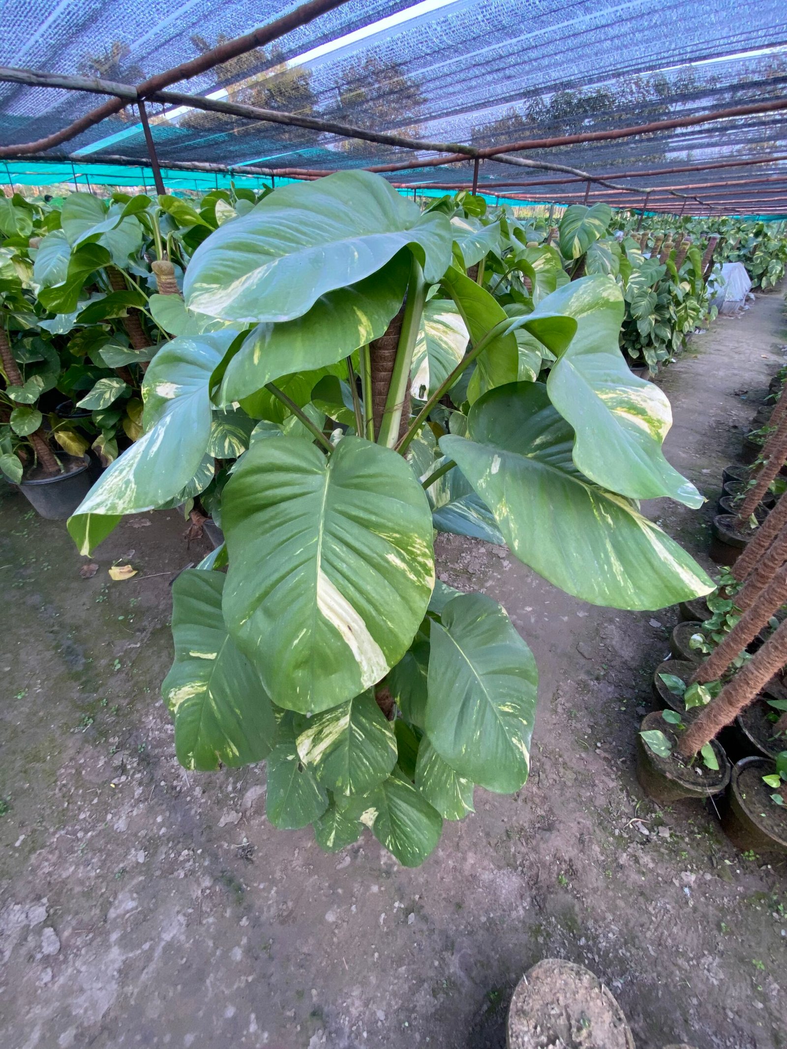 Golden Pothos (Money Plant)