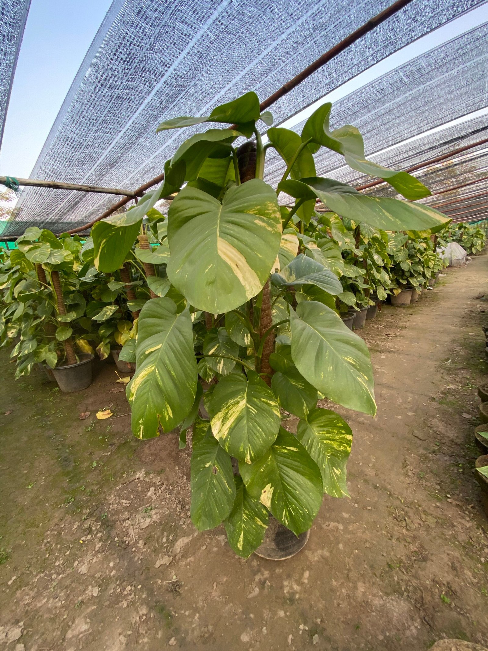 Golden Pothos (Money Plant)