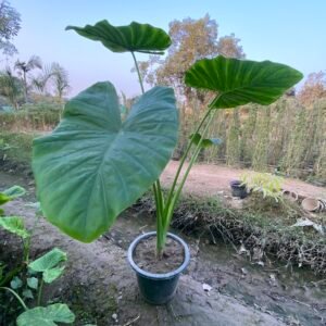 Alocasia (Elephant Ear) Plants