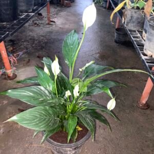 Buy Peace Lilly Plant in Pakistan