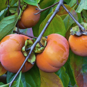 Japanese Persimmon Plant (Japani Phal)