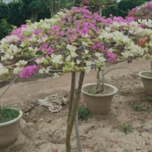 Bougainvillea (Bicol Variety)