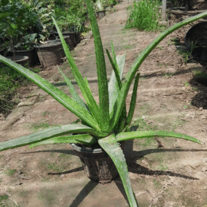 Aloe Vera Plant