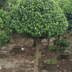 Ficus Panda Plant