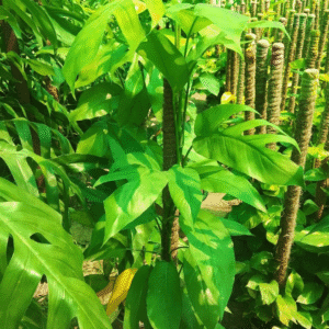 Buy Dragon Tail Monstera