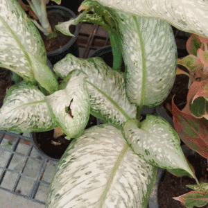 Buy Dieffenbachia seguine