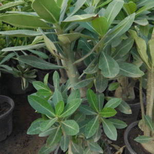 Adenium (Desert Rose Plant)