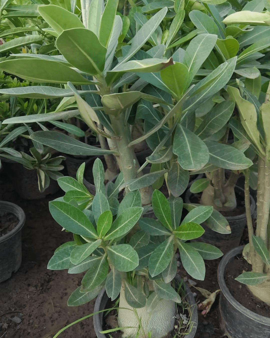 Adenium (Desert Rose Plant)