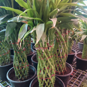 Buy Thailand Imported Lucky Bamboo