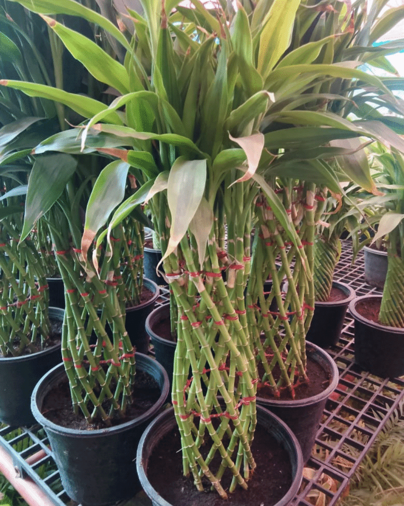Buy Thailand Imported Lucky Bamboo (Feng Shui) Plants Pak
