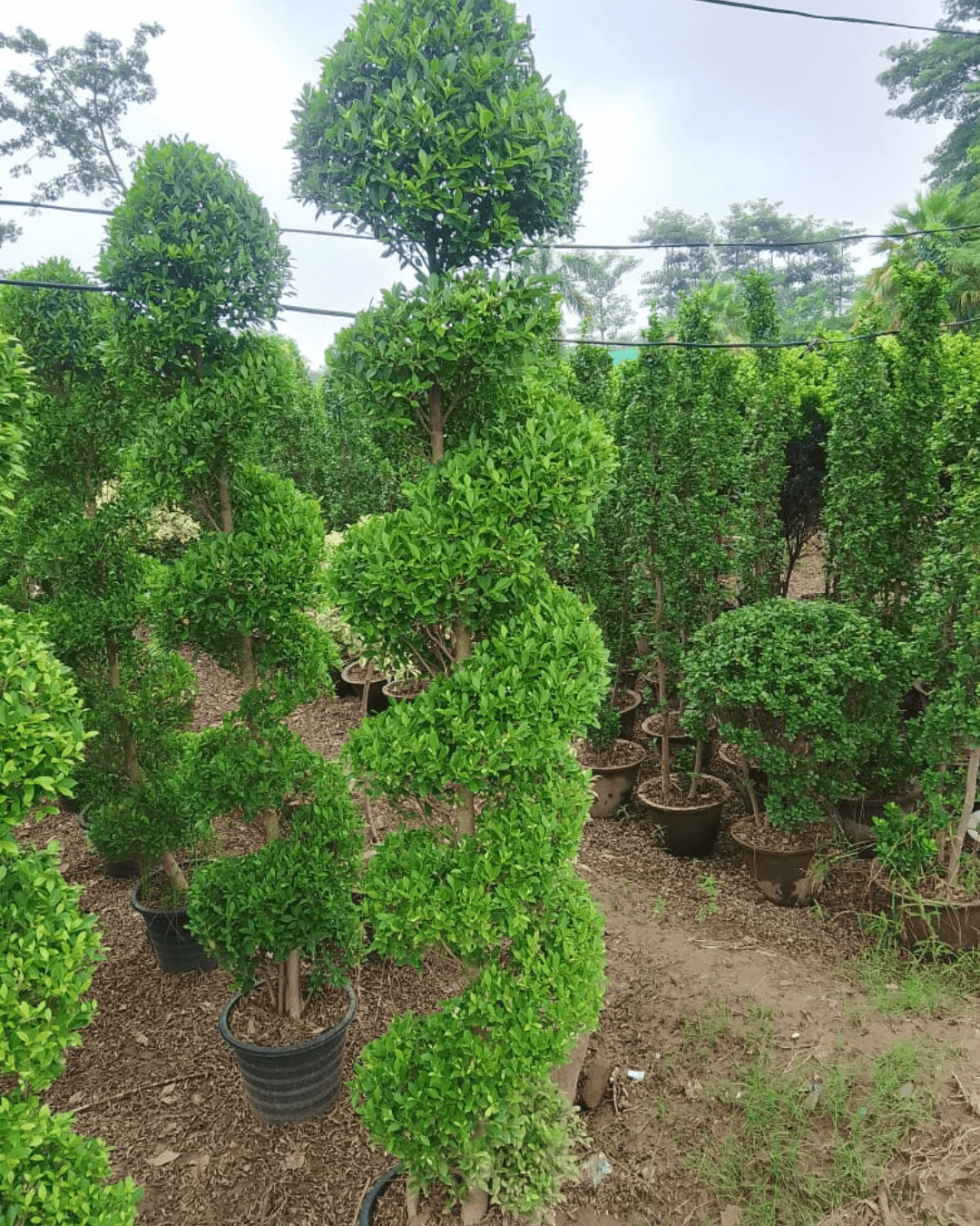 Buy Manichr Ficus Spiral