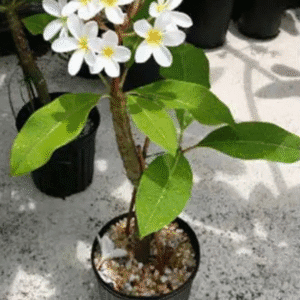 Plumeria alba