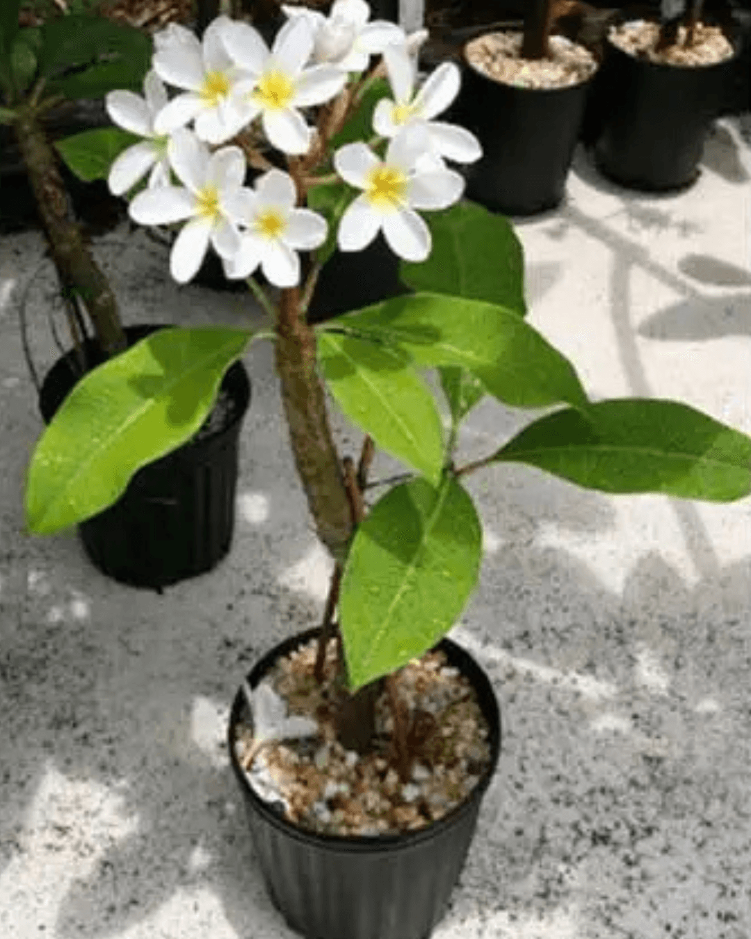 Plumeria alba