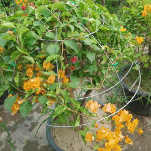 Yellow Bougainvillea Plant