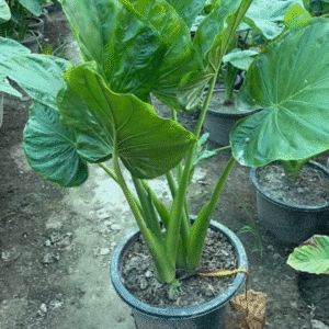 Alocasia Plant