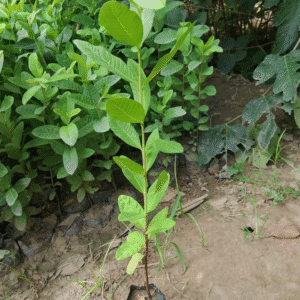 Guava Plant (Amrood) |