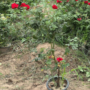 Red Rose Plant