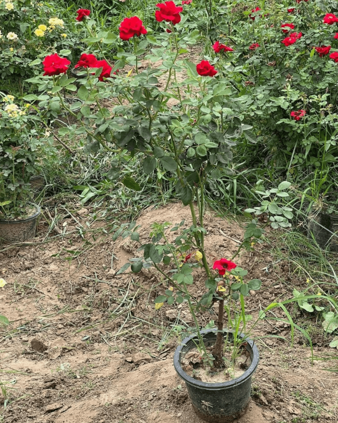 Red Rose Plant