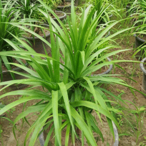 Pandanus amaryllifolius