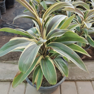 Cordyline fruticosa Chocolate Queen plant