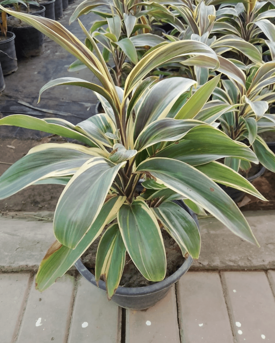 Cordyline fruticosa Chocolate Queen plant