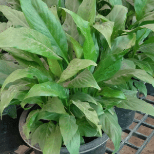 Chocolate Queen Live Plant