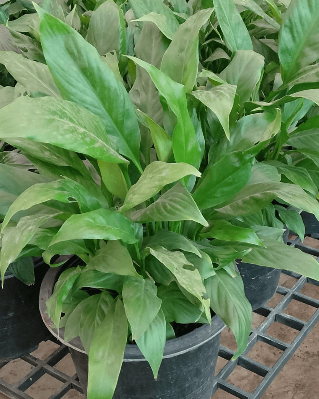 Chocolate Queen Live Plant