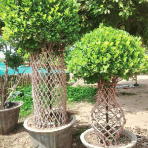 Ficus Buxus (Shamshad) |