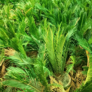 Buy Sago Palm (Kangi Palm)