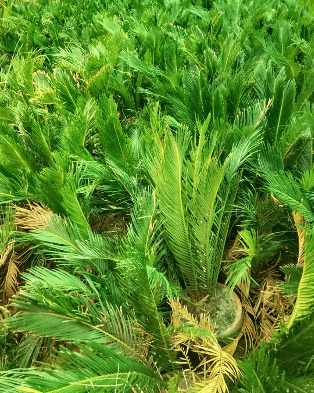 Buy Sago Palm (Kangi Palm)