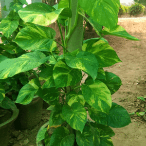Golden pothos plant