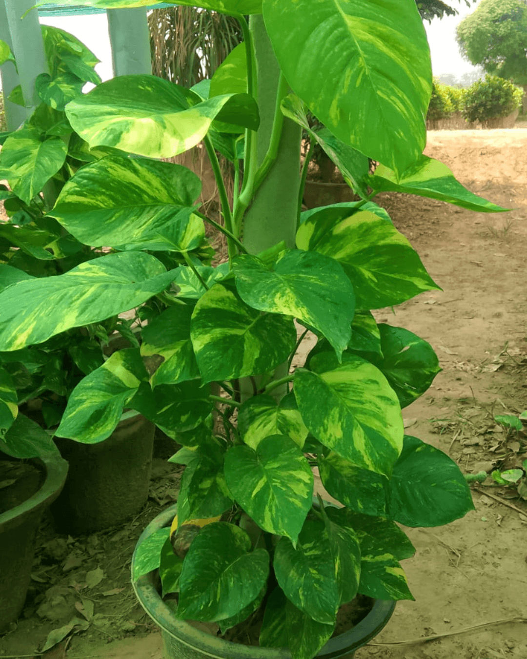 Golden pothos plant