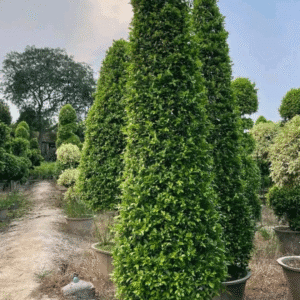 Cone Shape Ficus Plant