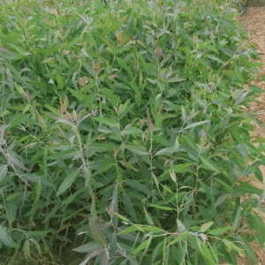 Lemon Ironbark (Sufyda Tree)