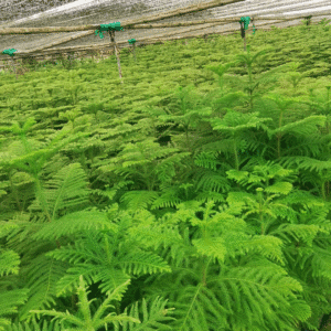 Buy Araucaria heterophylla