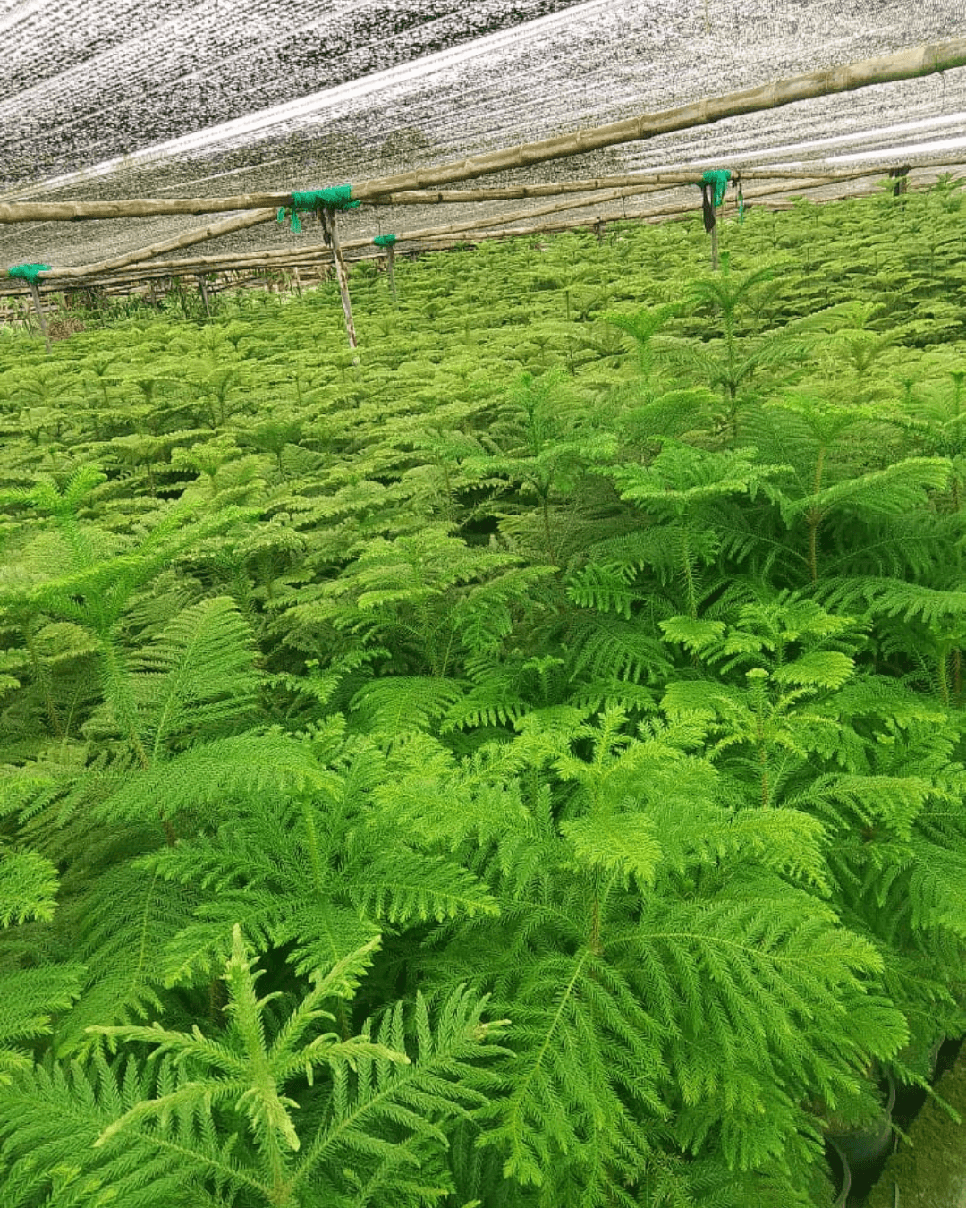 Buy Araucaria heterophylla