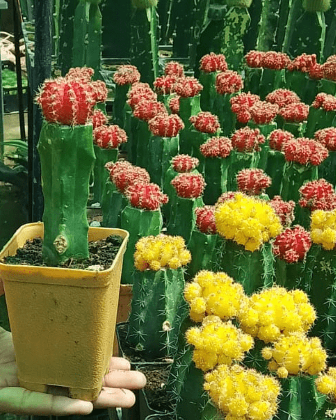 Gymnocalycium mihanovichii