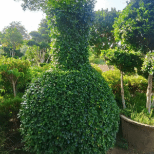 Buxus Surahi Plant